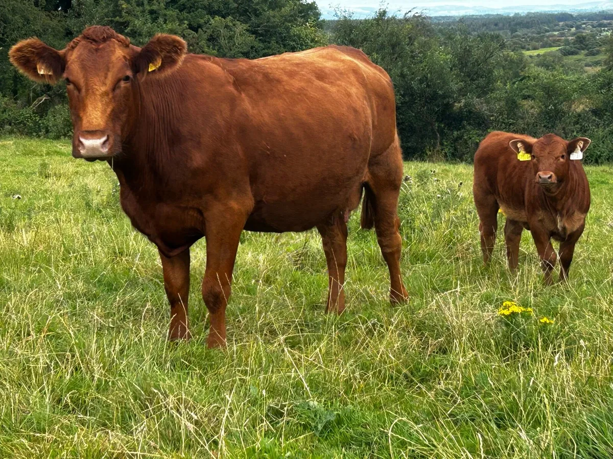 Red Angus Cow & Red Angus Heifer Calf At Foot - Image 2