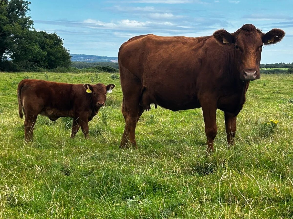 Red Angus Cow & Red Angus Heifer Calf At Foot - Image 3