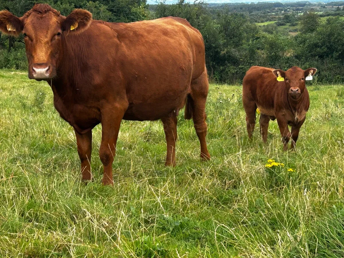 Red Angus Cow & Red Angus Heifer Calf At Foot - Image 4