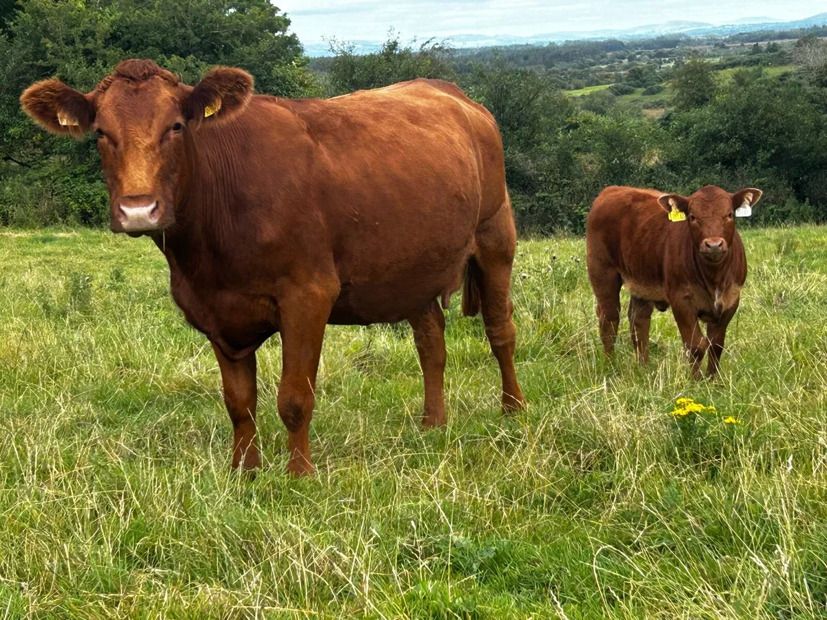 Red Angus Cow & Red Angus Heifer Calf At Foot - Image 1