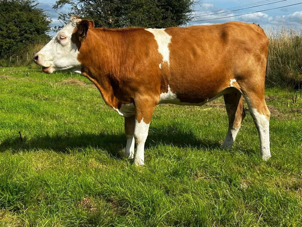In-Calf Heifers - Image 4