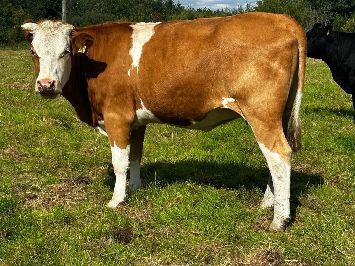 In-Calf Heifers - Image 2