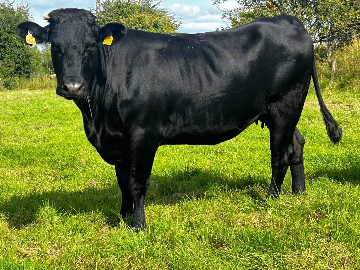 In-Calf Heifers - Image 3