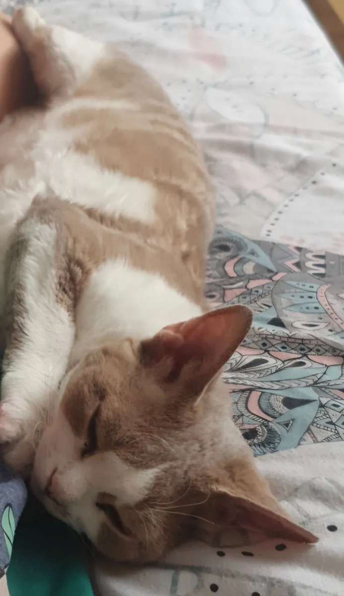 Cat devon rex - Image 1
