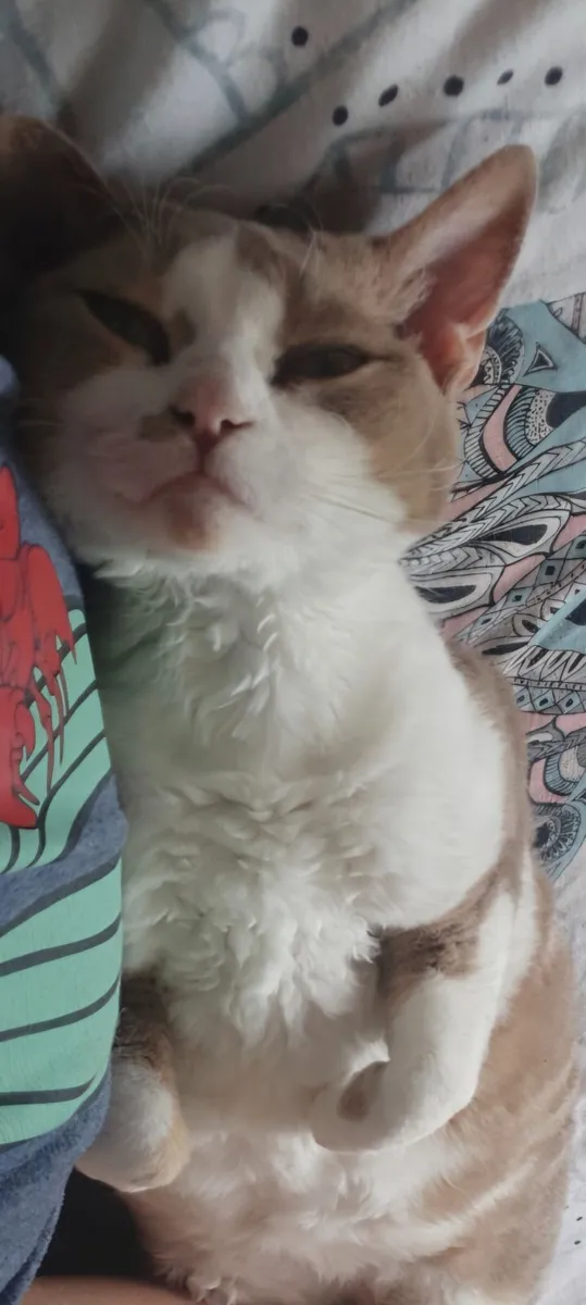 Cat devon rex - Image 2