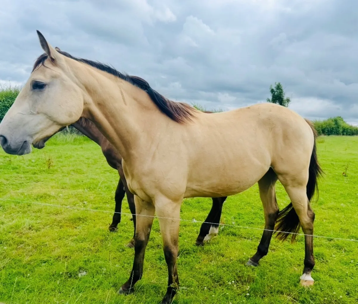 16.2 Irish Sport Horse (ISH) Dun Gelding - Image 3