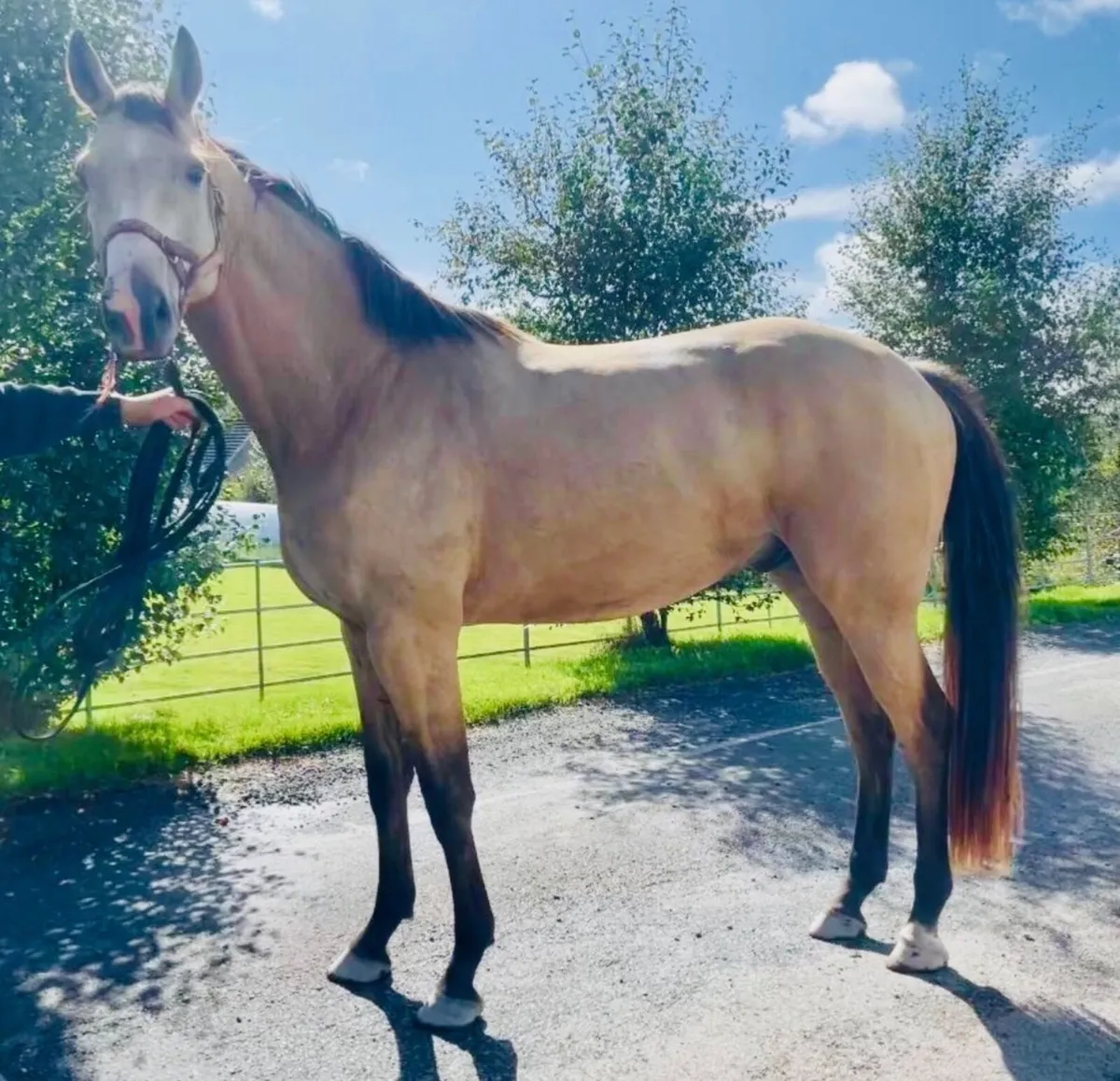 16.2 Irish Sport Horse (ISH) Dun Gelding - Image 1