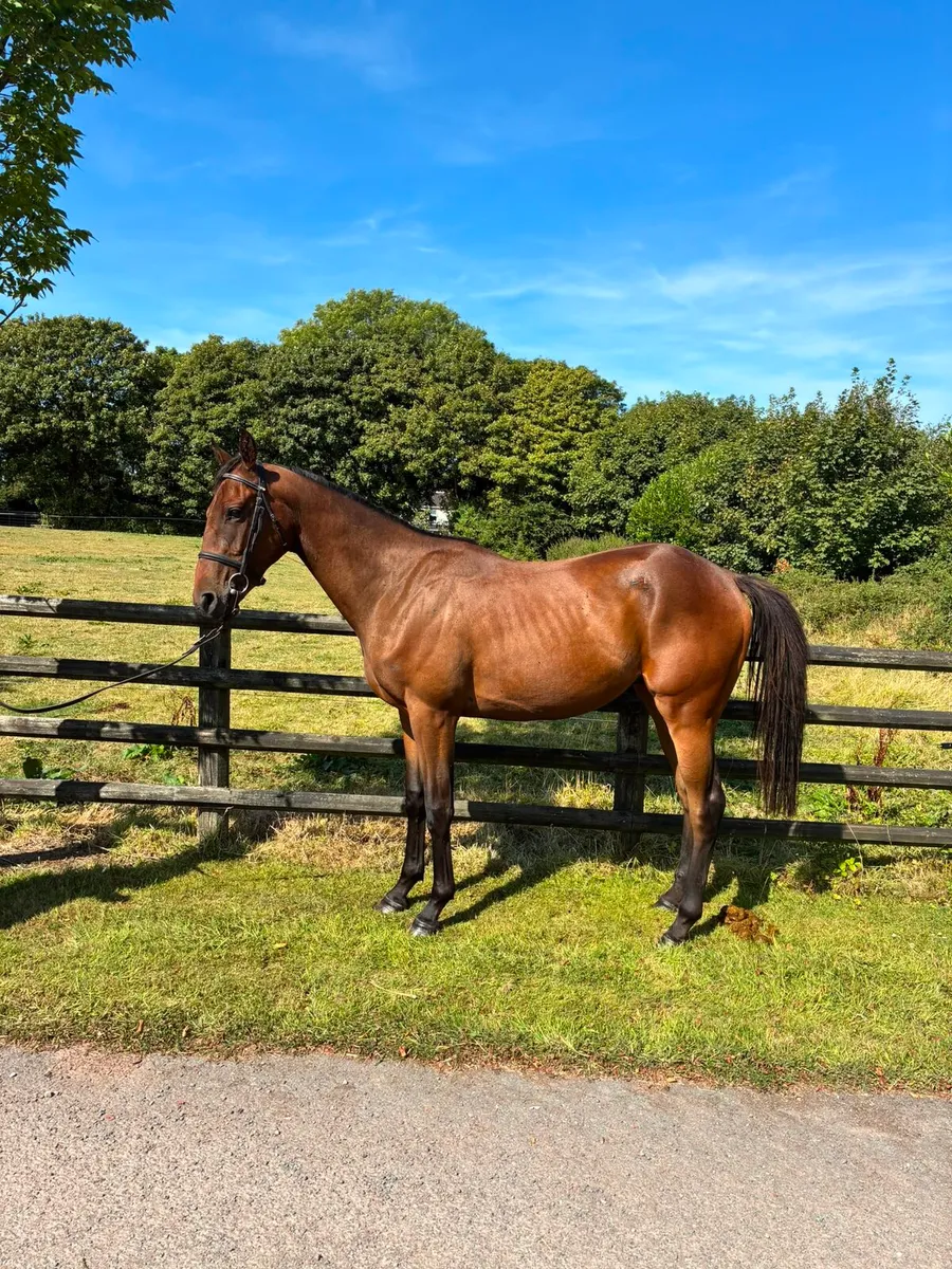 TB Affinisea colt - Image 4