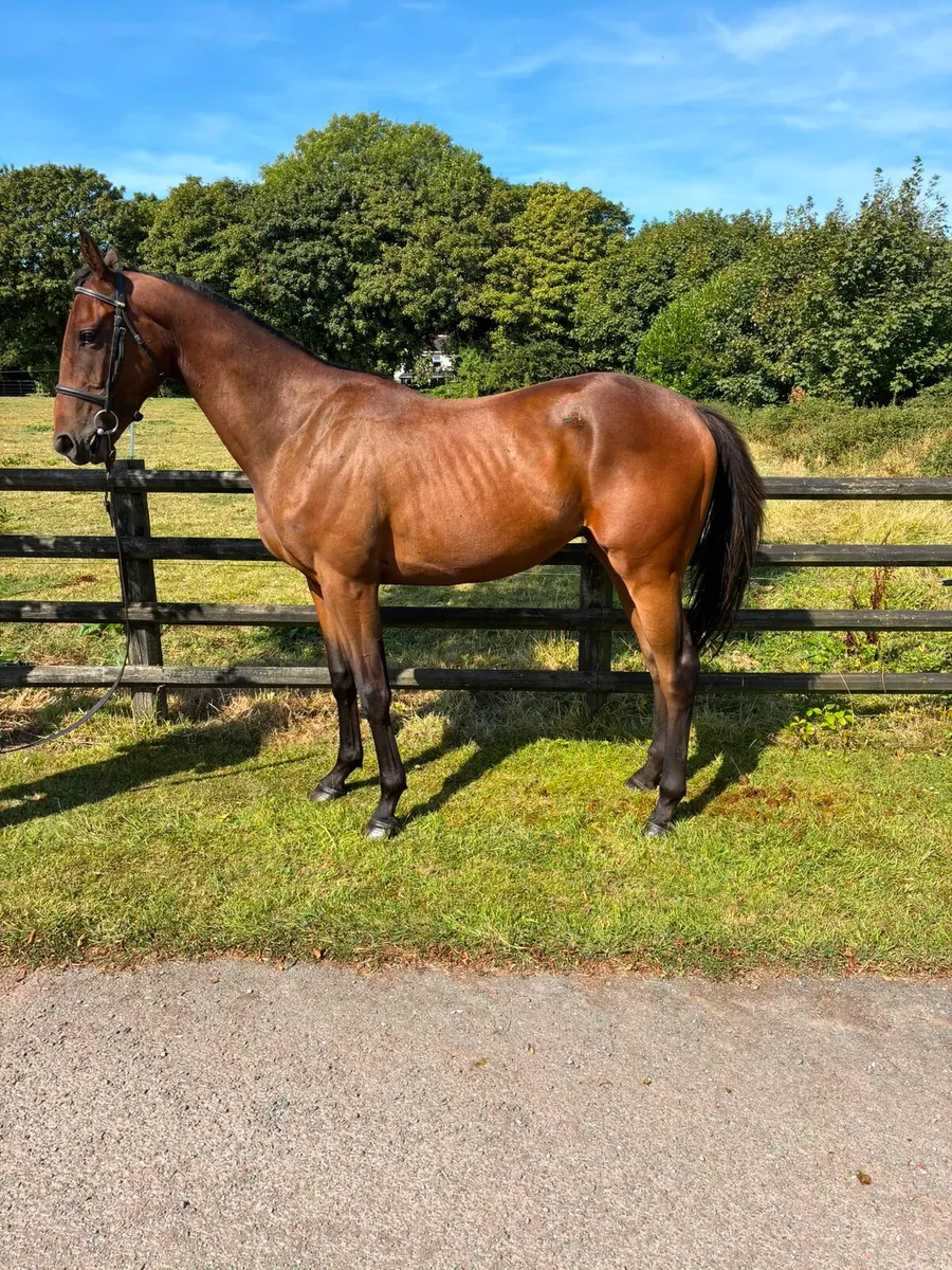TB Affinisea colt - Image 1