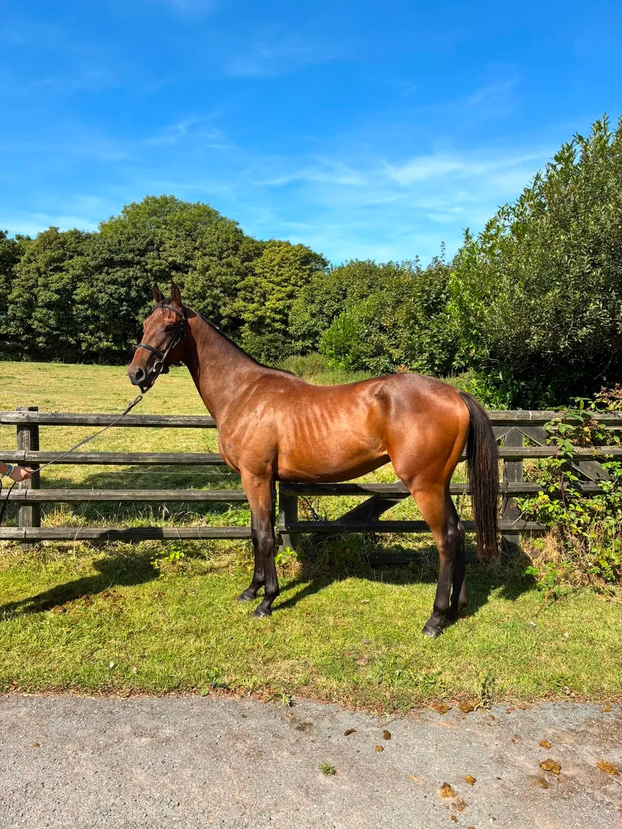 TB Affinisea colt - Image 2