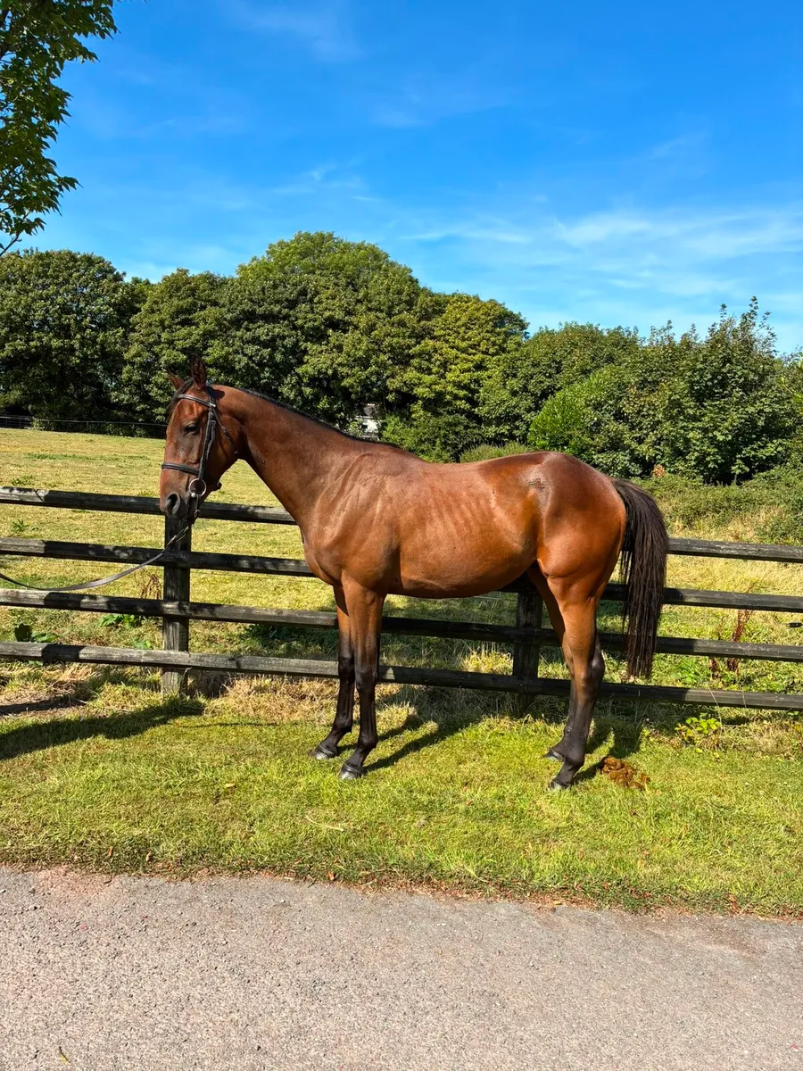 TB Affinisea colt - Image 3
