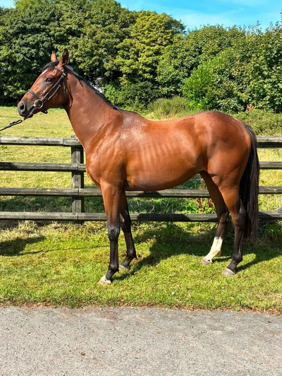 TB Old Persian filly - Image 2