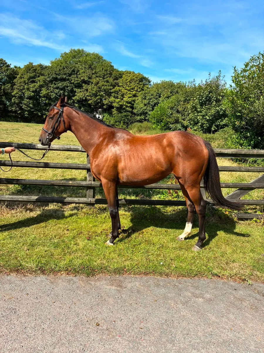 TB Old Persian filly - Image 3