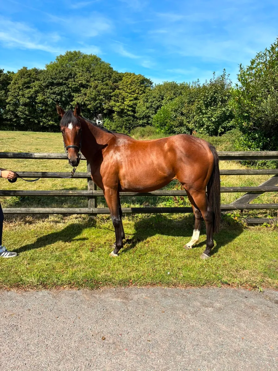 TB Old Persian filly - Image 4
