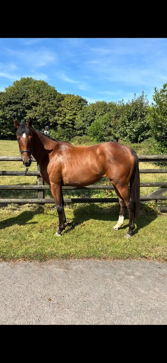 TB Old Persian filly - Image 1