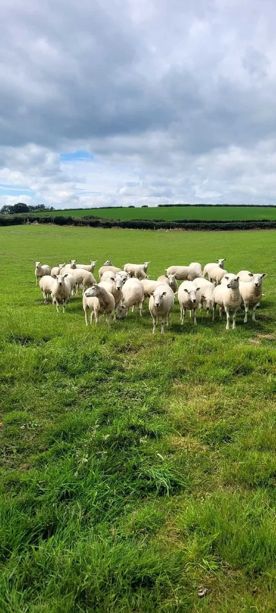 Lleyn hogget ewes - Image 3