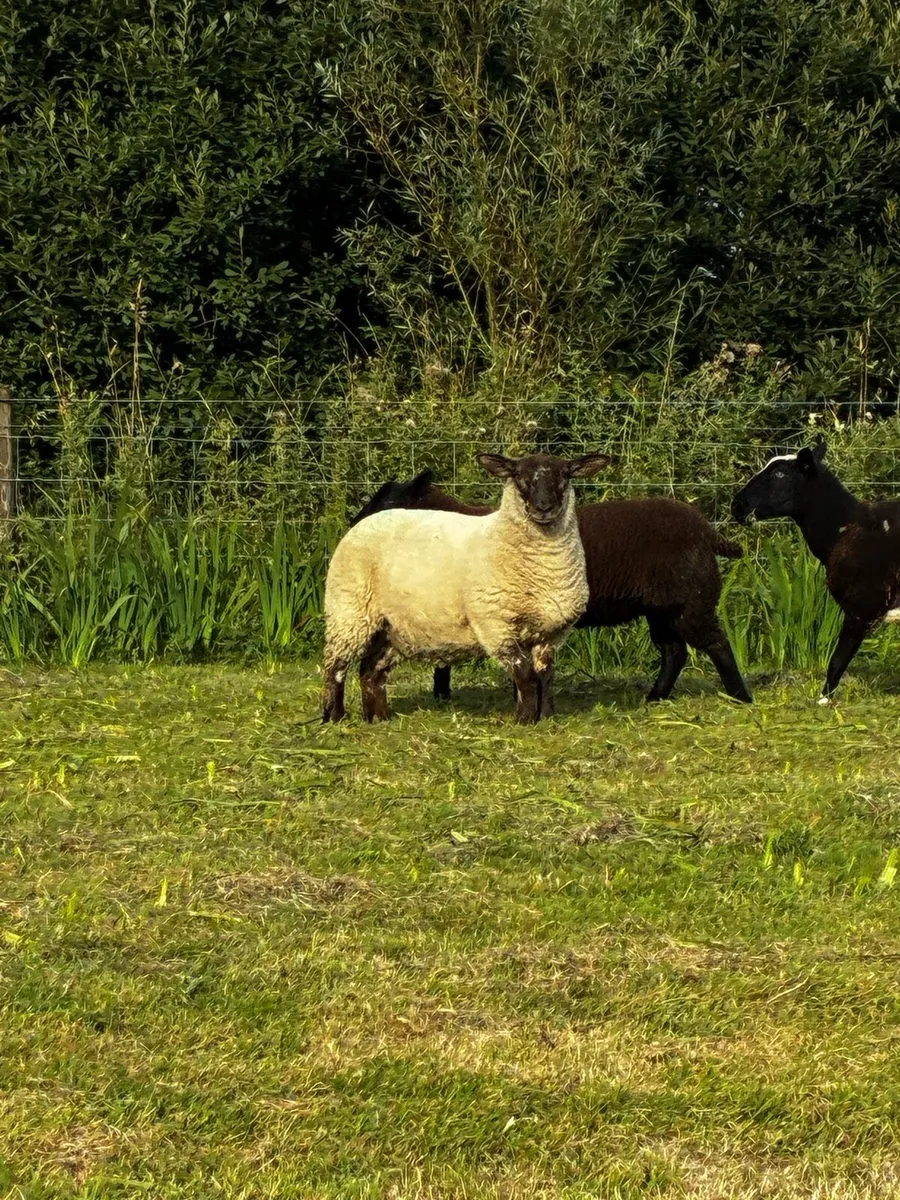 Ewe lambs - Image 1