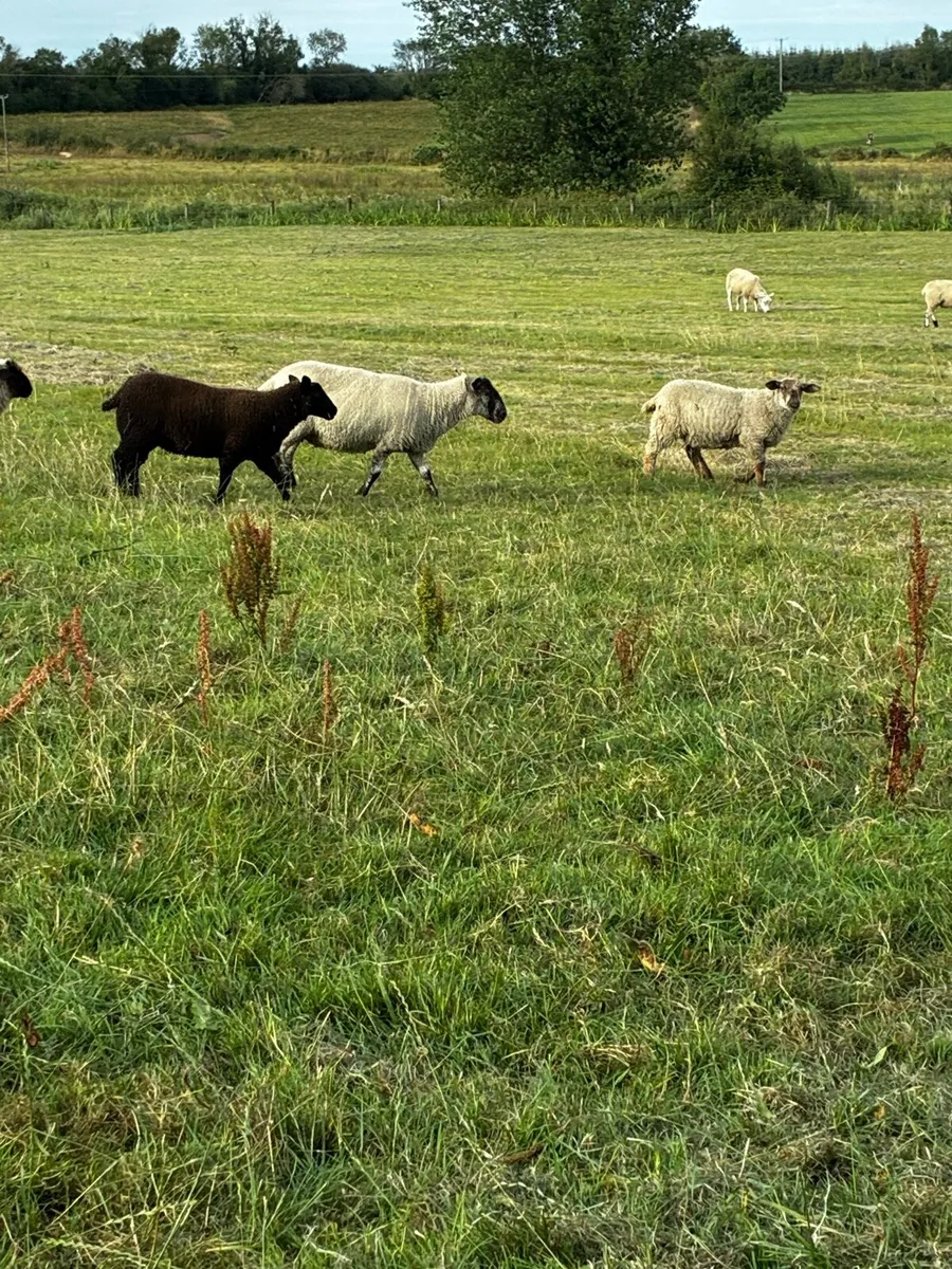 Ewe lambs - Image 2