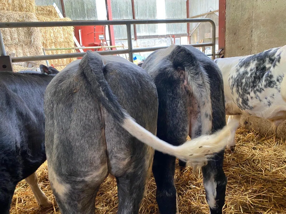 10 Suck Calves - Image 3