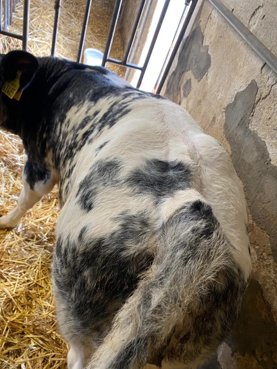 10 Suck Calves - Image 4