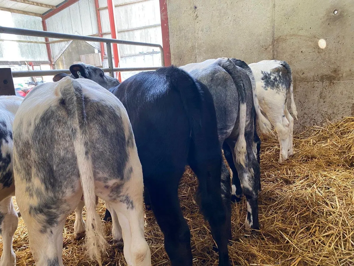 10 Suck Calves - Image 1
