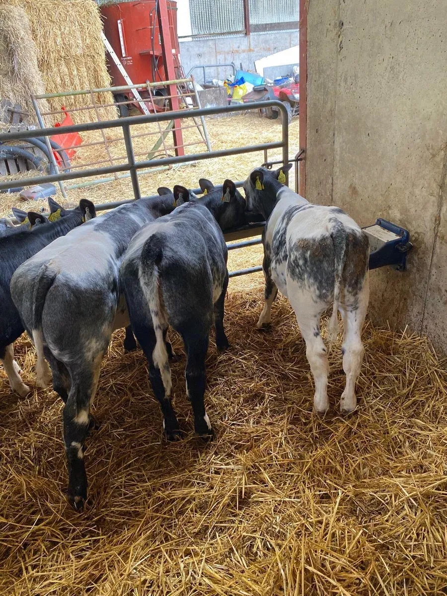 10 Suck Calves - Image 2