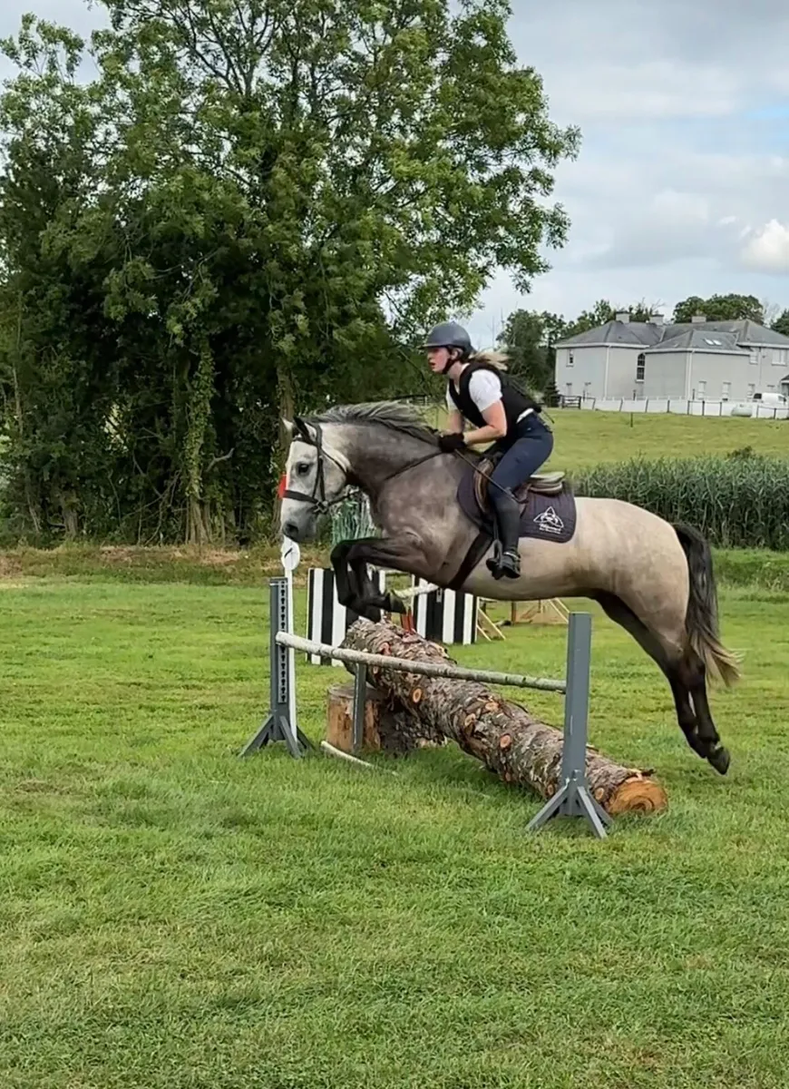 15hh Connemara Gelding - Image 1