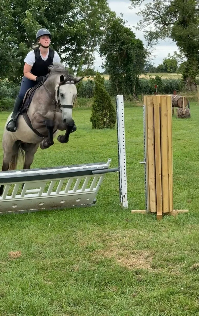 15hh Connemara Gelding - Image 2