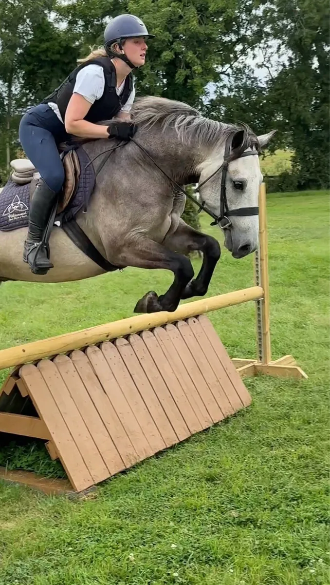 15hh Connemara Gelding - Image 3