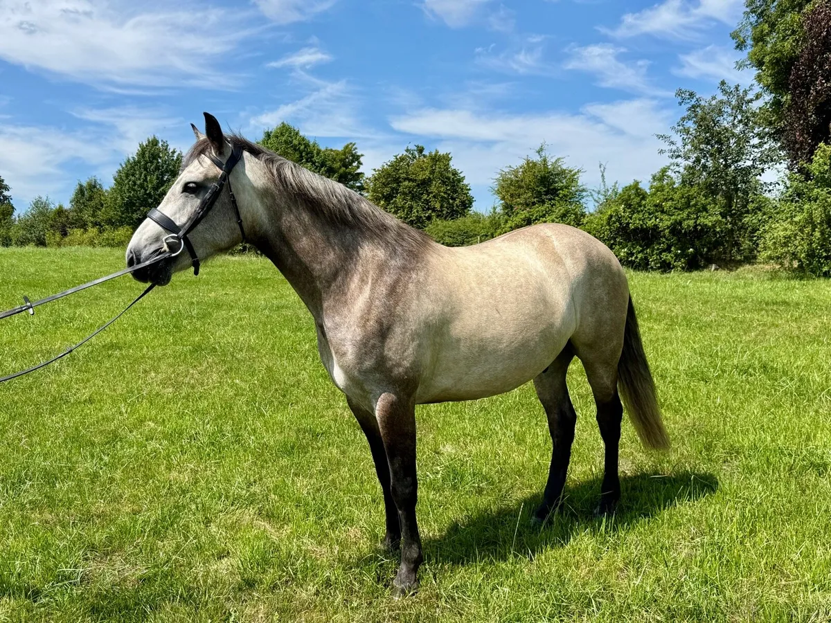 15hh Connemara Gelding - Image 4