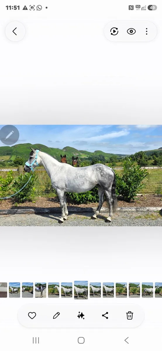 Connemara mare - Image 2