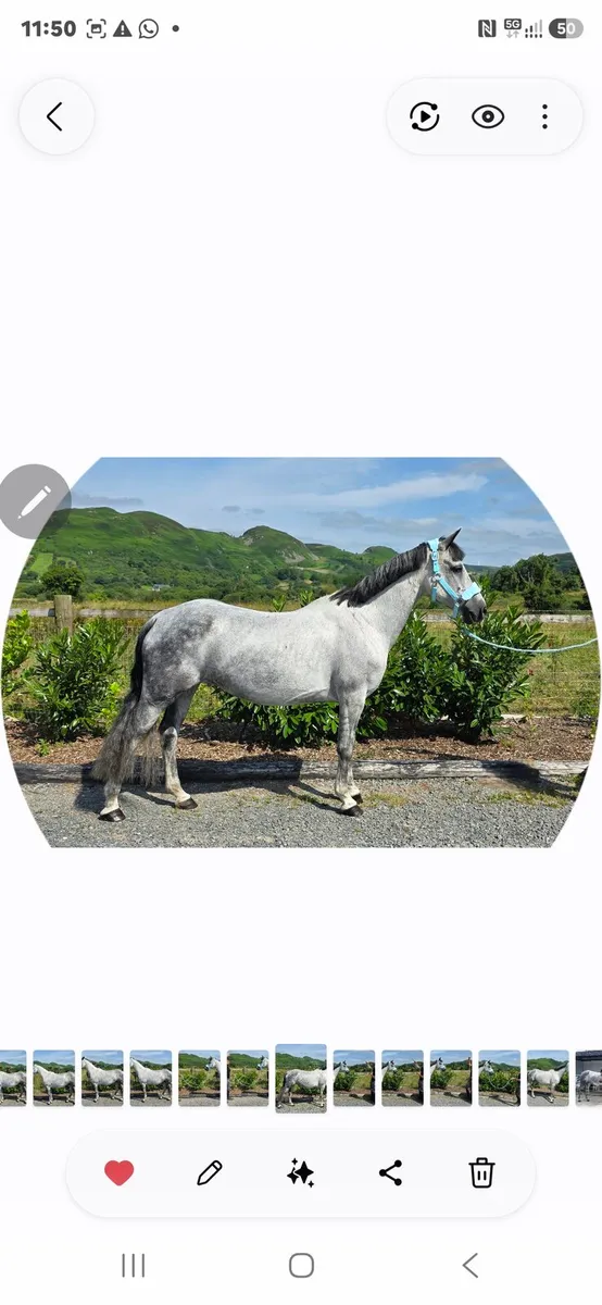 Connemara mare - Image 1
