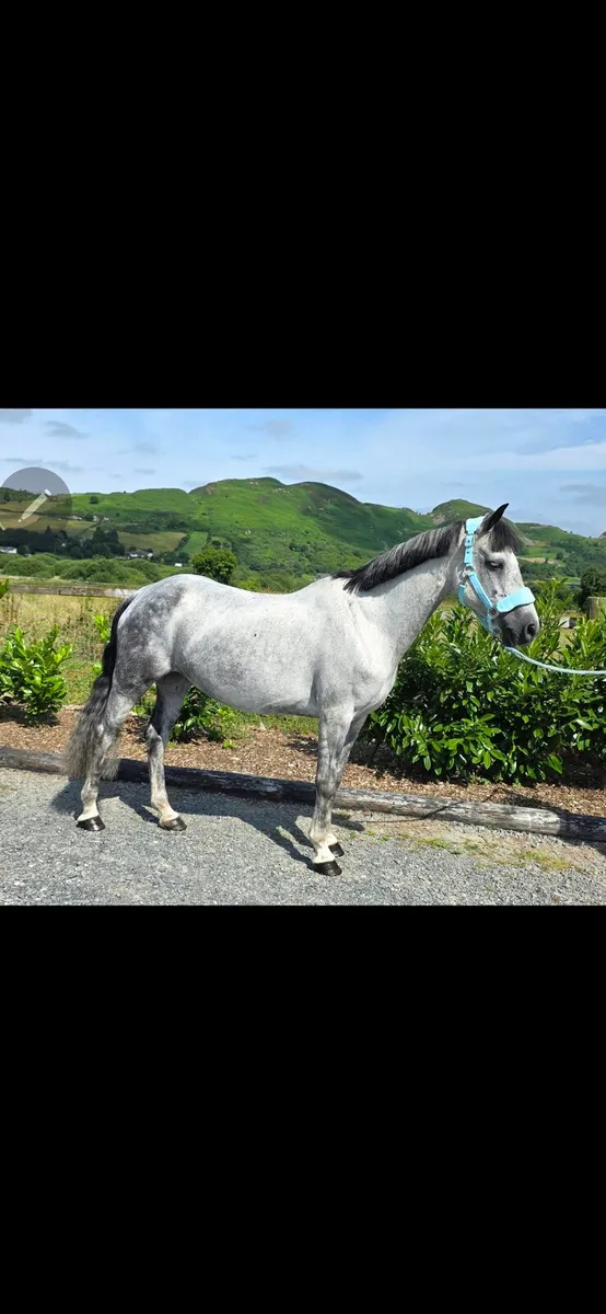Connemara mare - Image 3