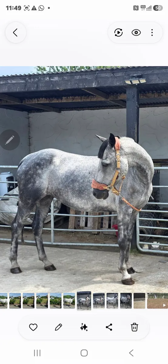 Connemara mare - Image 4