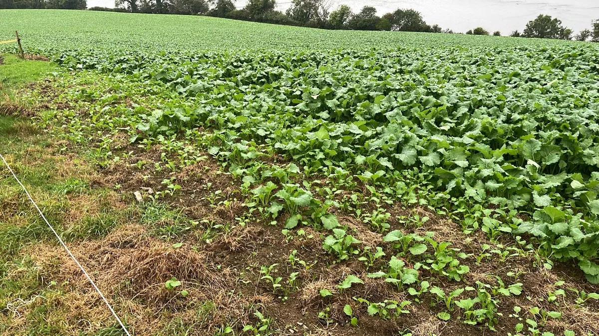 Short winter feeding? Land for fodder rape - Image 1