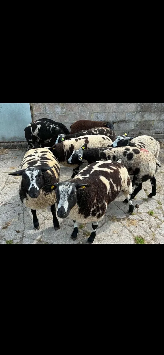 Pedigree Dutch spotted ram lambs - Image 1