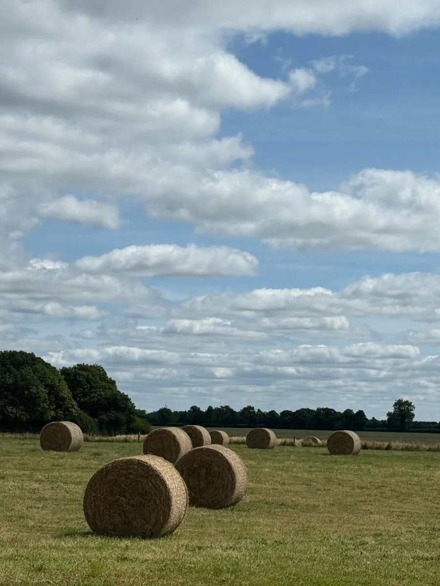 Hay