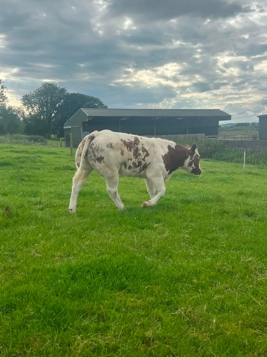 Show Quality Roan BBX Heifer - Image 2