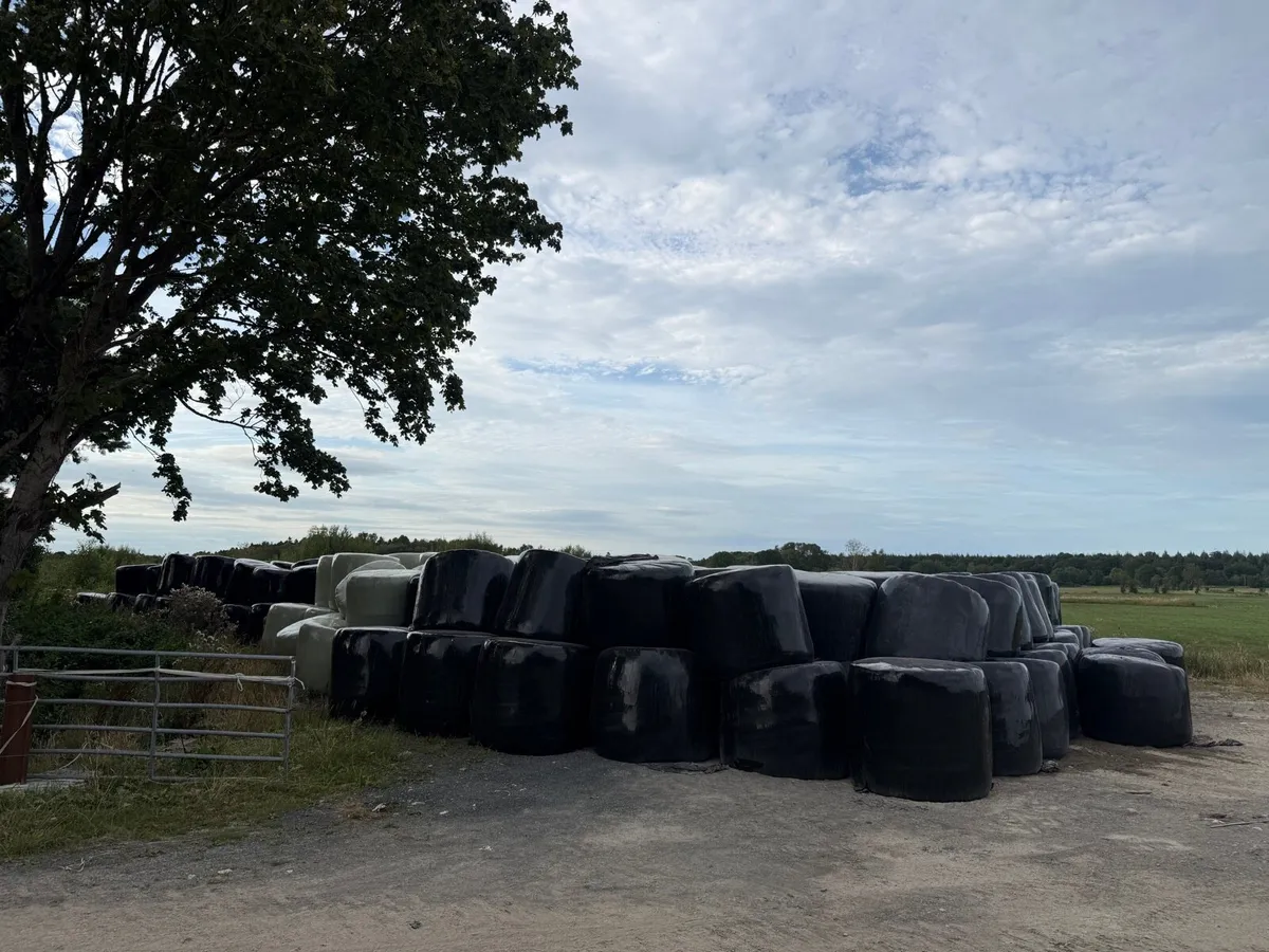 300 bales of silage - Image 1