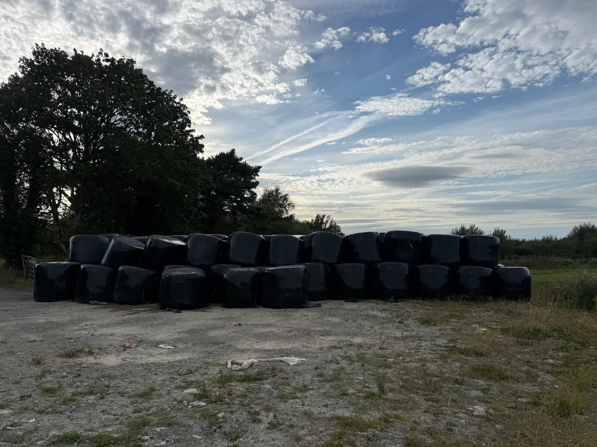 300 bales of silage - Image 2