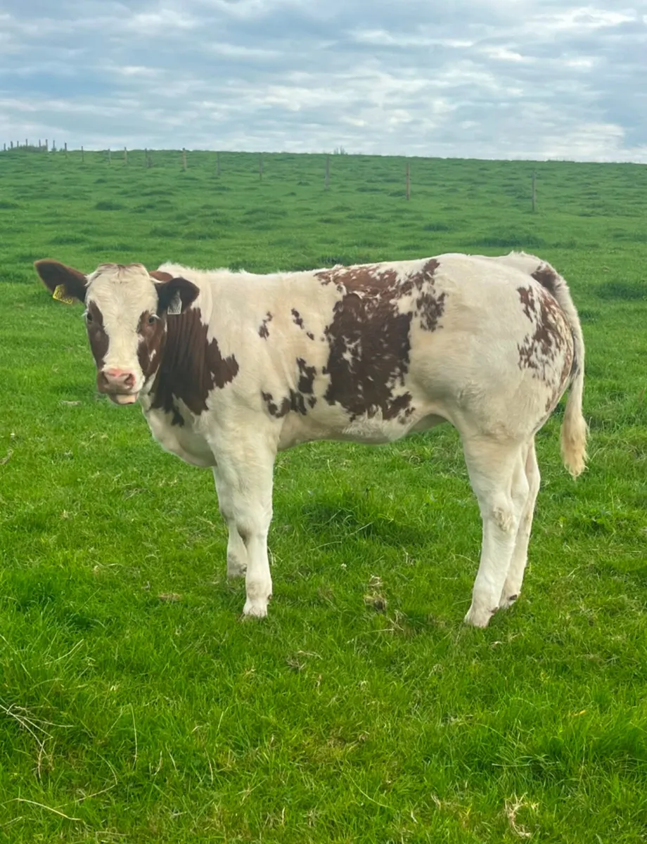 Show Quality Roan BBX Heifer - Image 1