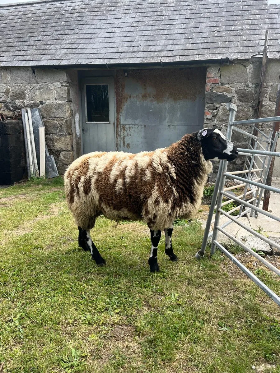 Pedigree Dutch Spotted ram lambs - Image 1