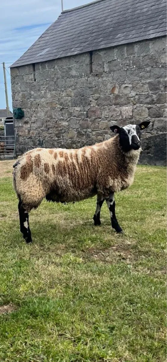 Pedigree Dutch Spotted ram lambs - Image 2