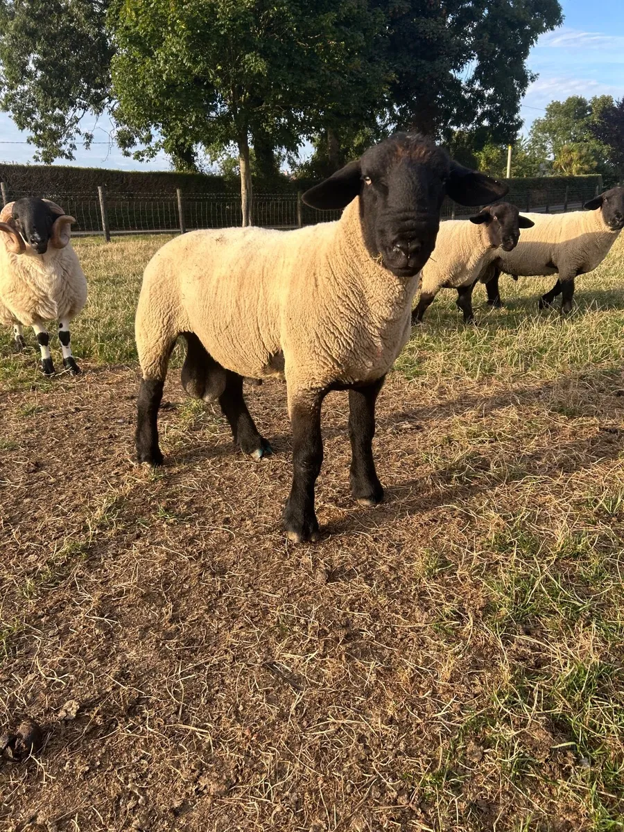 PB Suffolk Shearling Rams - Image 3