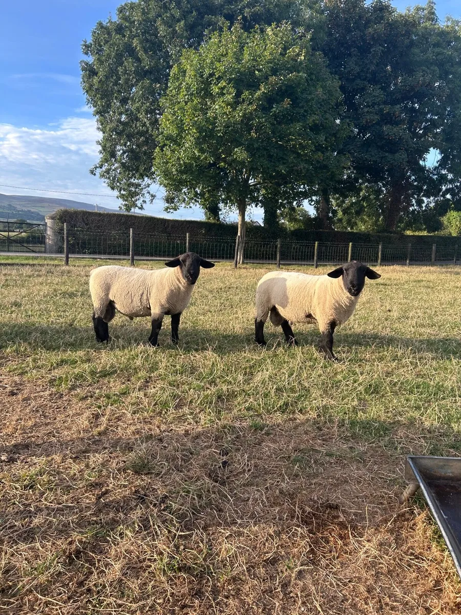 PB Suffolk Shearling Rams - Image 4
