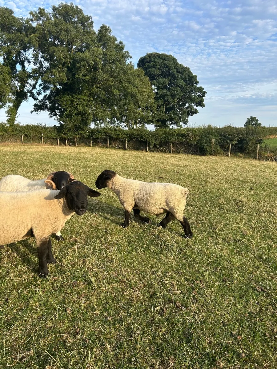 PB Suffolk Shearling Rams - Image 2