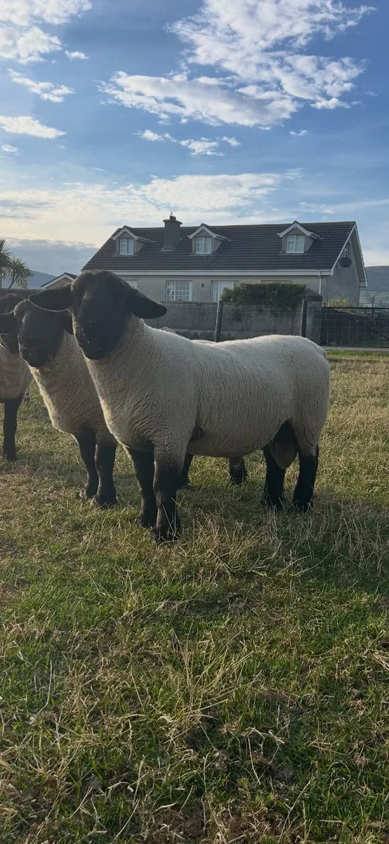 PB Suffolk Shearling Rams - Image 1