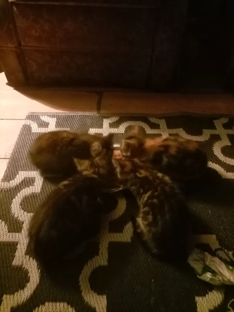 Kittens - Image 1