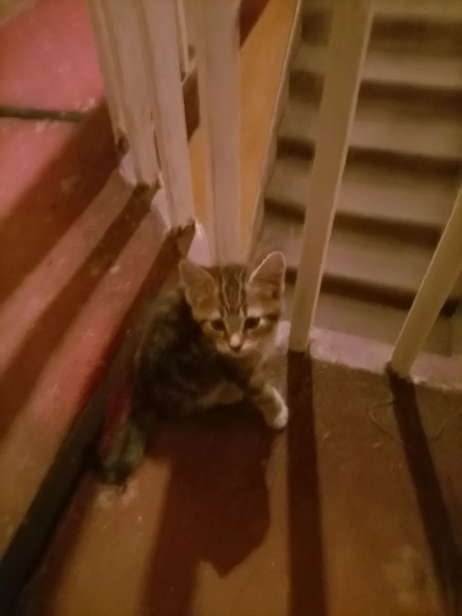Kittens - Image 2