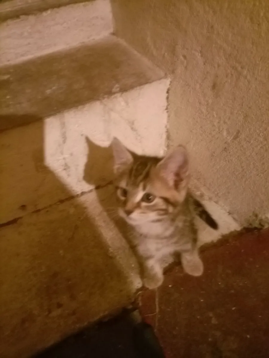 Kittens - Image 3